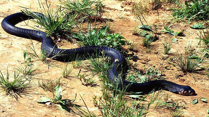 Black and White Forest Cobra
